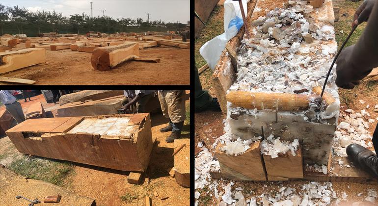 Illegal ivory and pangolian scales were concealed in candle wax in hollowed out timber logs mixed with legal timber shipment.