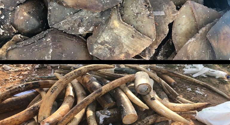 Pangolin scales and ivory seized from the illegal shipment, in Kampala, Uganda.