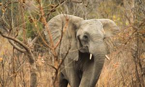 Elefantes en el Parque Nacional Chobe, en Botswana.