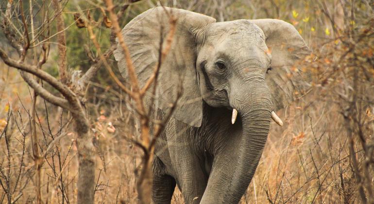 Elefantes en el Parque Nacional Chobe, en Botswana.