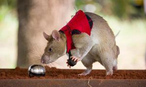 Las ratas son adiestradas por la ONG APOPO para buscar productos extraídos de especies silvestres incluso cuando han sido "escondidos" entre otras sustancias malolientes.