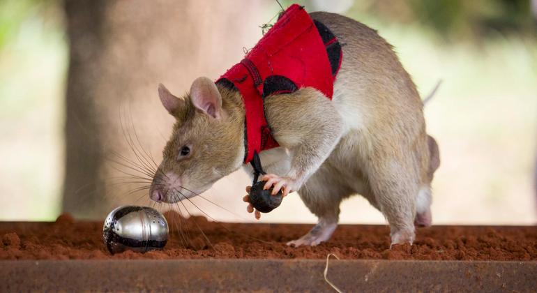 Las ratas son adiestradas por la ONG APOPO para buscar productos extraídos de especies silvestres incluso cuando han sido "escondidos" entre otras sustancias malolientes.