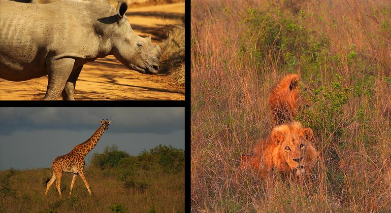 The wildlife of Nairobi National Park in Kenya.