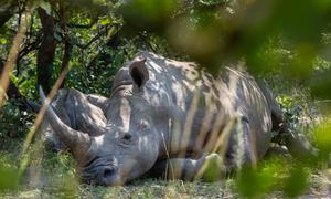 A mother rhino and her calf are sleep in the shade at the Ziwa Rhine and Wildlife Ranch in Uganda.
