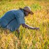 在尼日利亚，一位农民在田里照料庄稼。