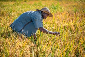在尼日利亚，一位农民在田里照料庄稼。