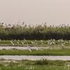 भारत के ओडिशा राज्य के मंगलाजोडी गाँव की चिल्का आर्द्रभूमि में प्रवासी पक्षियों का झुण्ड.