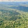 تتكون محمية وسط سورينام الطبيعية، المصورة هنا، من 1.6 مليون هكتار من الغابات الاستوائية الأولية في غرب وسط سورينام.