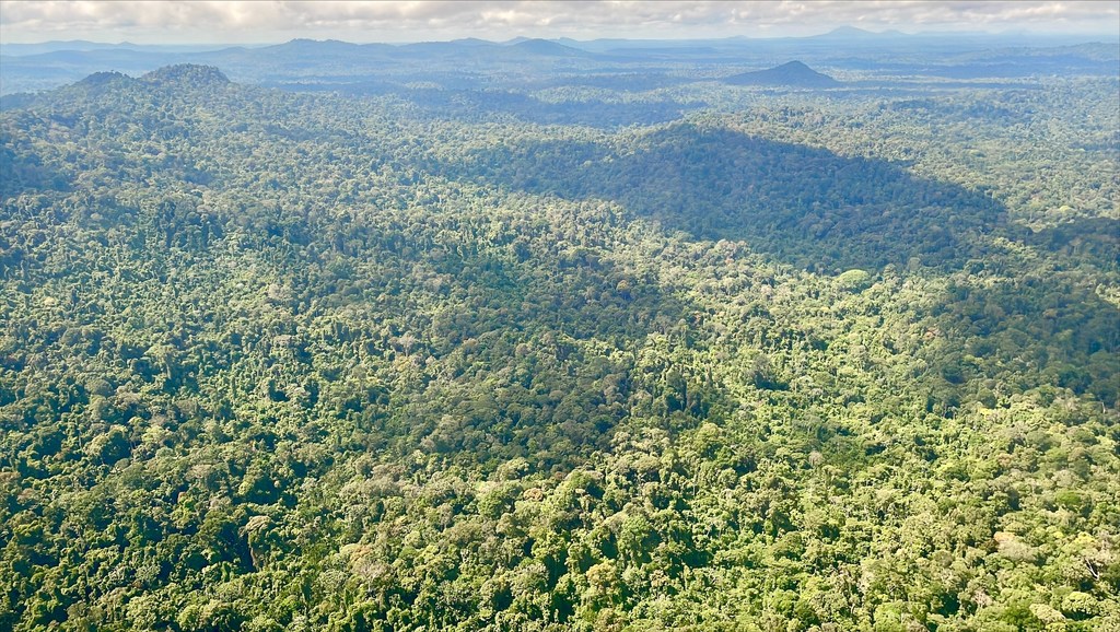 La réserve naturelle du Suriname central, illustrée ici, comprend 1,6 million d'hectares de forêt tropicale primaire dans le centre-ouest du Suriname.