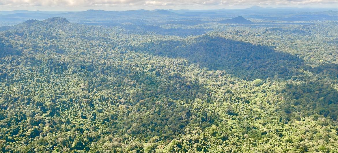 La réserve naturelle du Suriname central, illustrée ici, comprend 1,6 million d'hectares de forêt tropicale primaire dans le centre-ouest du Suriname.