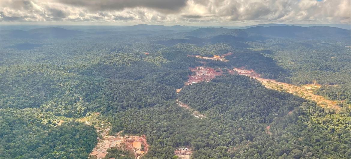 Vista aérea de la Reserva Natural de Surinam Central