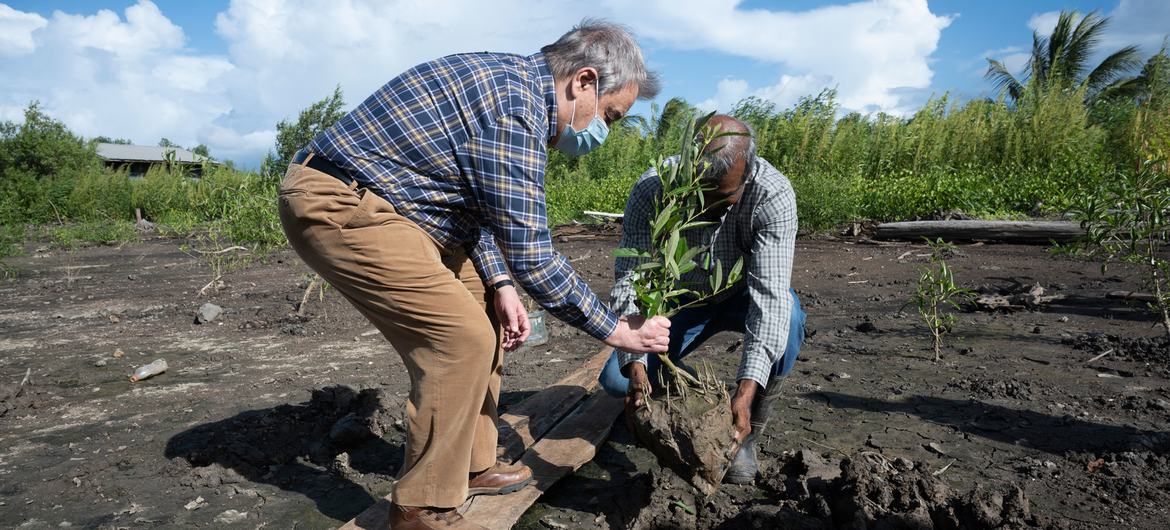 Sekretaris Jenderal PBB António Guterres menanam pohon bakau muda di lokasi rehabilitasi bakau Weg Naar Zee di Suriname. 