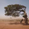 صبي يحتمي من الرياح الرملية بشجرة تنمو في اتجاه هبوب رياح "تيوكا"، في أمبوفومبي، منطقة أندروي، مدغشقر.