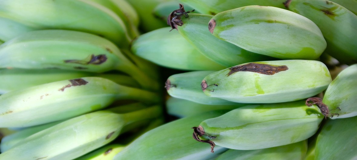 在基里巴斯的塔拉瓦种植的香蕉。