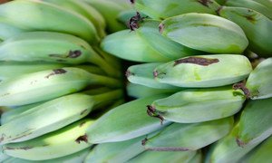 Bananas grown in Tarawa, Kiribati.