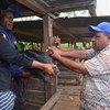 在巴布亚新几内亚的吉瓦卡省，当地农民正在学习如何将区块链用于猪身上。（2019年3月图片）
