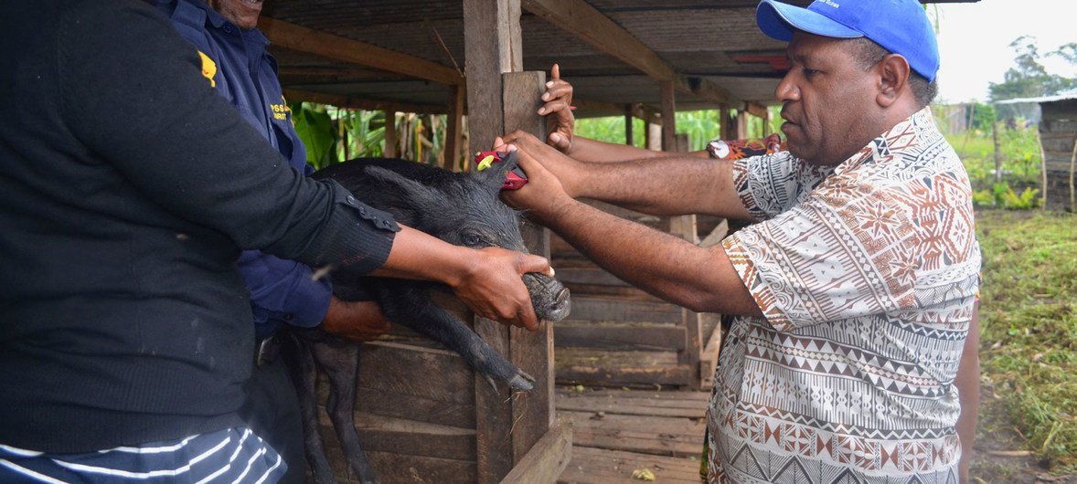 En la provincia de Jiwaka, Papua Nueva Guinea, los agricultores locales reciben instrucciones sobre cómo aplicar cadenas de bloques a los cerdos. (Marzo de 2019)