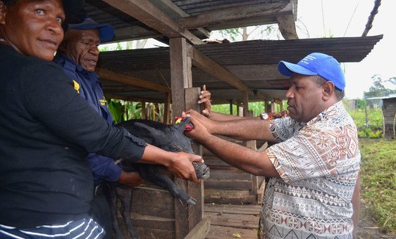 In Jiwaka Province, Papua New Guinea, local farmers are instructed on how to apply blockchains to pigs. (March 2019)