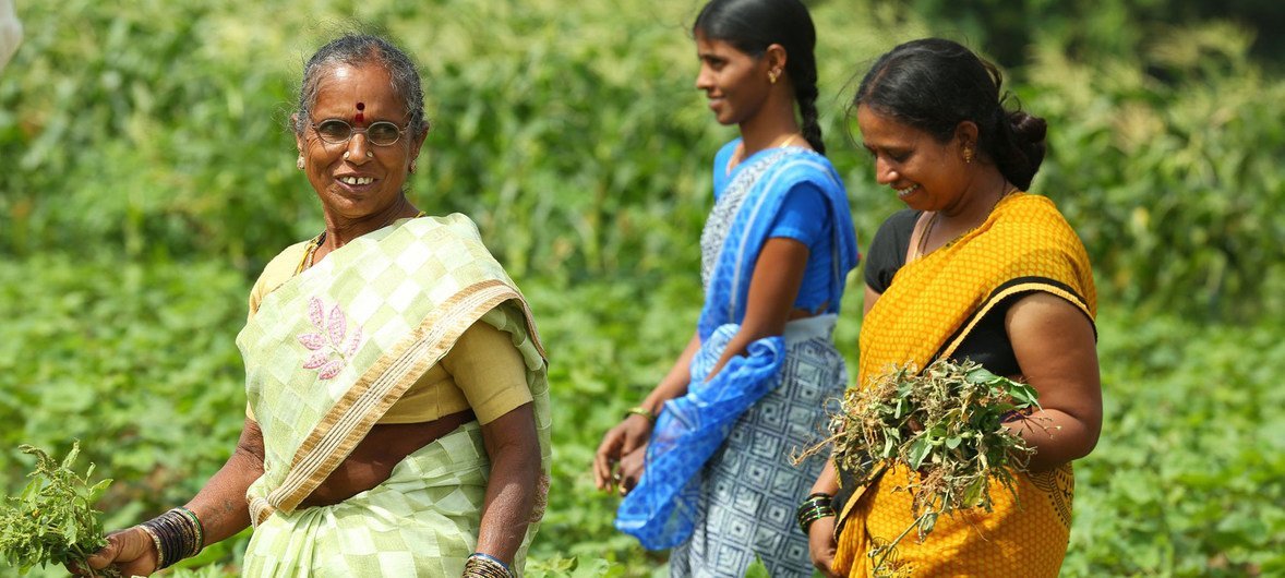 印度采取有机种植法的女性农民。