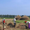 भारत में खेतों में काम करतीं कुछ महिला किसान.