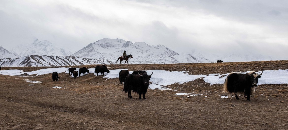 Одним из традиционных источников дохода для жителей Сары-Монгола остается разведение яков.  