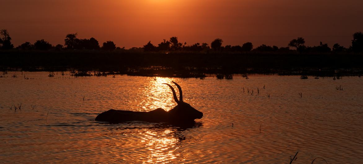 A cow tries to leave an area affected by severe flooding, South Sudan.