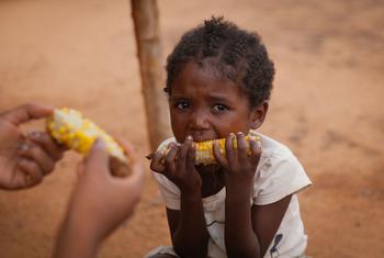 在马达加斯加，一个 5 岁的女孩正在午餐中吃玉米。她的母亲是一名农民，尽管有干旱和昆虫，她仍然用她能生产的作物养活家人。