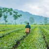 Un producteur de thé se promène dans une plantation au Vietnam où des techniques agricoles durables sont utilisées pour prévenir la dégradation des terres.