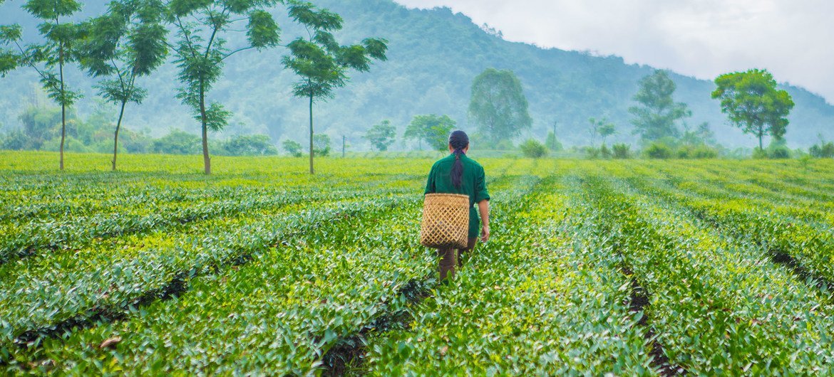 مُزارع شاي يمشي في حديقة الشاي في فييت نام حيث يتم استخدام تقنيات الزراعة المستدامة لمنع تدهور الأراضي.