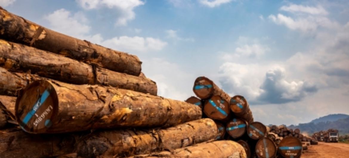 区块链可以包含批发商追踪木材来源和合法性所需的所有信息。