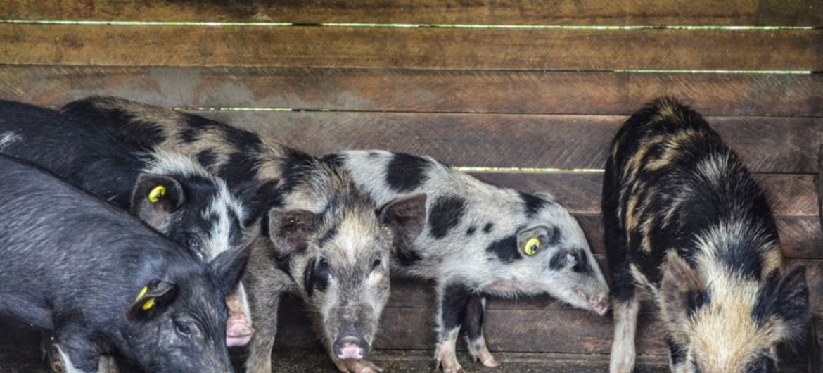 粮农组织与国际电信联盟合作，开发了一个基于区块链的分布式账本系统试点，用以追踪牲畜，并通过核实猪的饲养记录，让消费者放心购买。