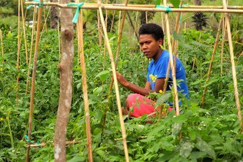 Farmers in Fiji are expected to benefit from UN support to counter the effects of climate change. (file)