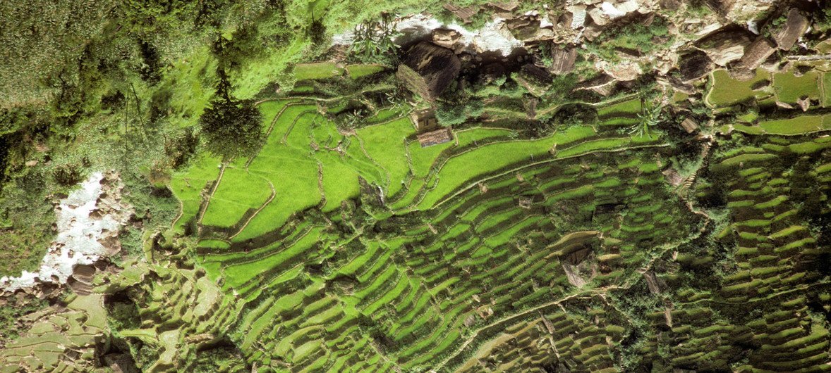 尼泊尔帕朗的水稻梯田俯瞰图。
