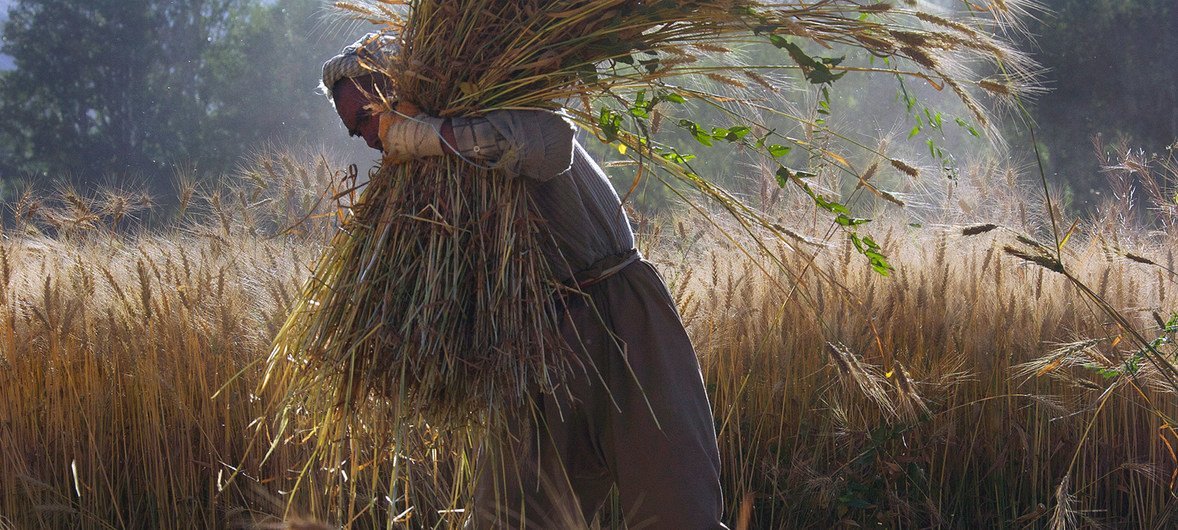阿富汗巴米扬，一位农民正在收割小麦。