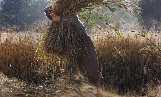 A farmer gathers wheat in Bamyan, Afghanistan.