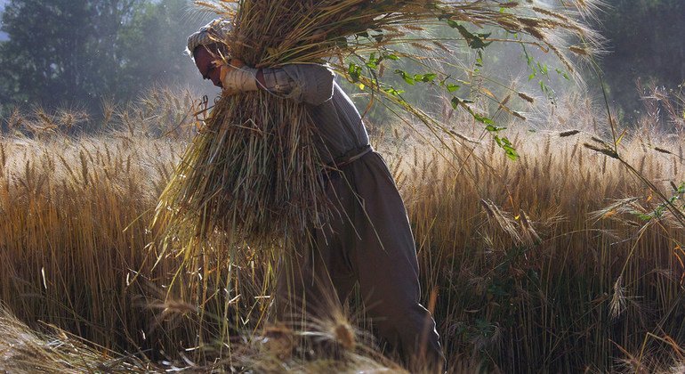 Un granjero cosecha trigo en Afganistán.