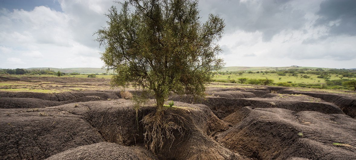 Примерно 33 процента всех почв в мире подверглась деградации вследствие эрозии