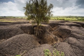 The Tanzanian Maasai landscape has witnessed a dramatic increase in soil erosion.