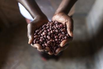 A rwandese farmer holds a handful of beans after the harvest.