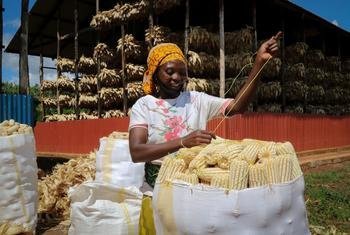 Une agricultrice prépare le maïs pour le marché dans l'est du Rwanda.