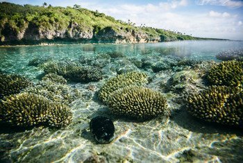 Beveridge Reef, un récif corallien situé dans les eaux de Niue dans l'océan Pacifique central.
