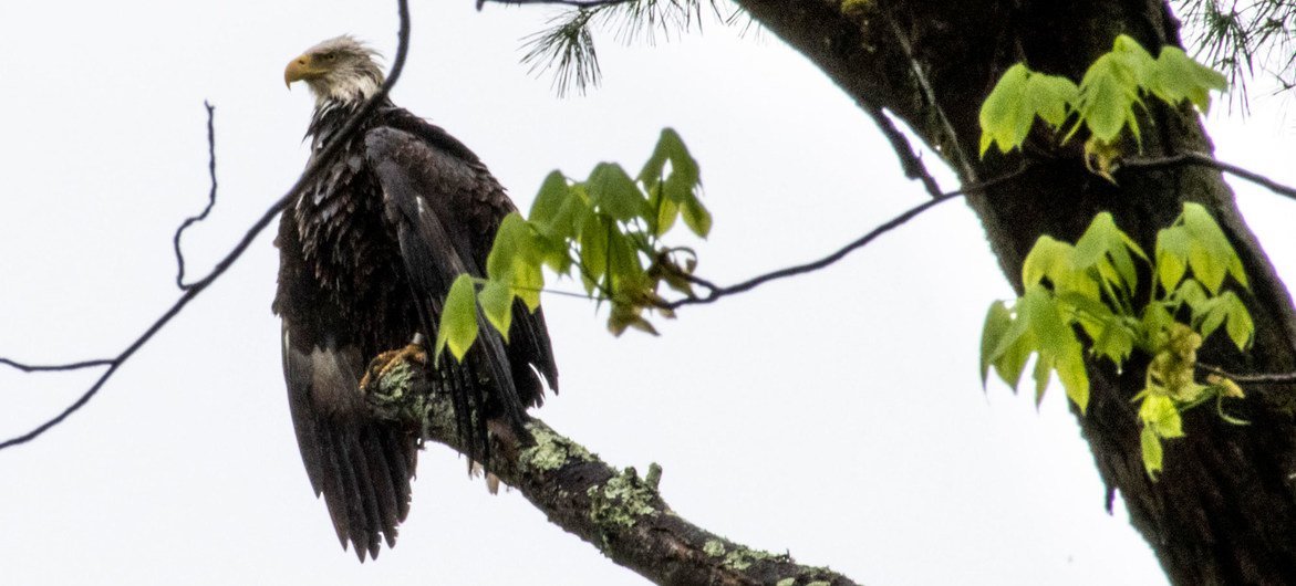 Una águila calva en un bosque de Narrowsburg, en el Estado de New York, Estados Unidos.