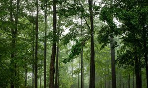 В лесах планеты произрастают 60 000 пород деревьев.