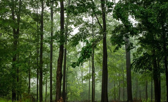 Restauração das florestas também evita crises de biodiversidade, geram empregos e melhoram as condições de subsistência das populações que vivem nela ou ao redor das matas