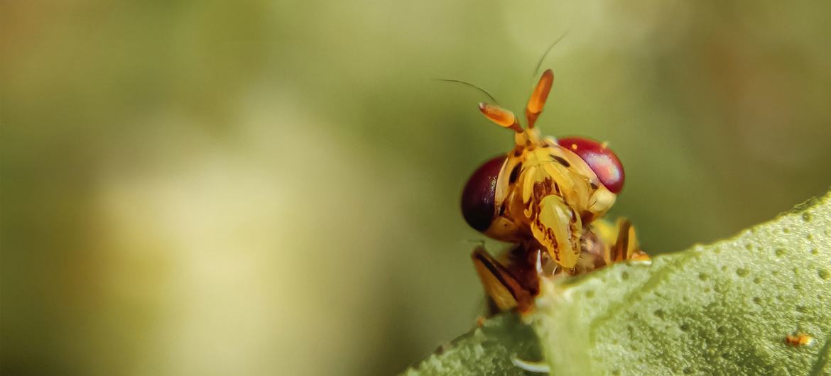 نمای نزدیک از مگس medfly که بیشتر به عنوان مگس میوه شناخته می شود.