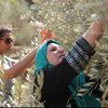 سيدتان تشاركان في موسم قطف الزيتون في قرية برقين قرب نابلس بالضفة الغربية، الأرض الفلسطينية المحتلة