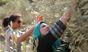 Palestinian women in their olive groves, bringing in the harvest, in Burqin Village near Nablus.