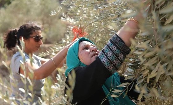 Палестинские женщины участвуют в сборе оливок на Западном берегу 