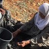 A Palestinian woman harvests olives in the occupied Palestinian territory. 