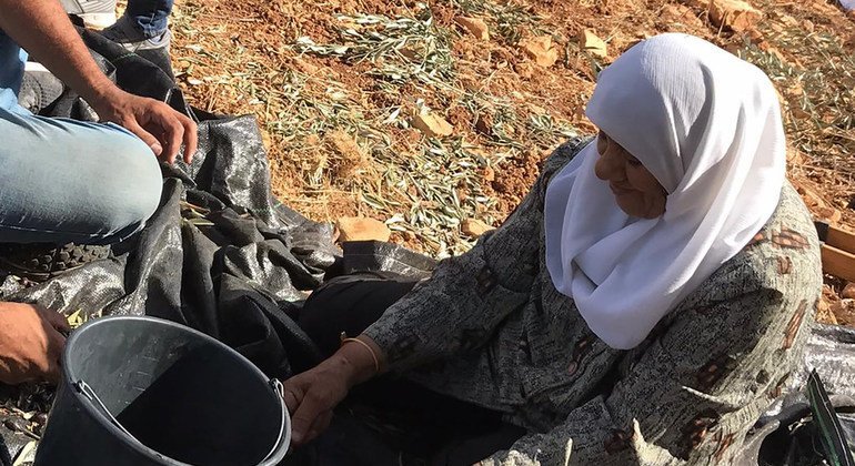 سيدة فلسطينية تشارك في موسم قطف الزيتون في الضفة الغربية، الأرض الفلسطينية المحتلة.